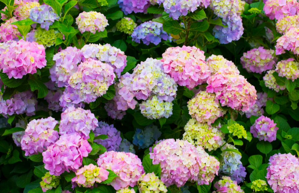 南阳台上盆栽的绣球花叶子边缘焦黄,不只因为浇水少!