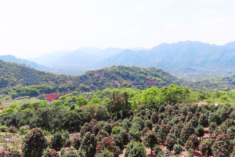 宁波横溪镇金峨村同样可以登山看杜鹃花村头千年古刹风景秀丽