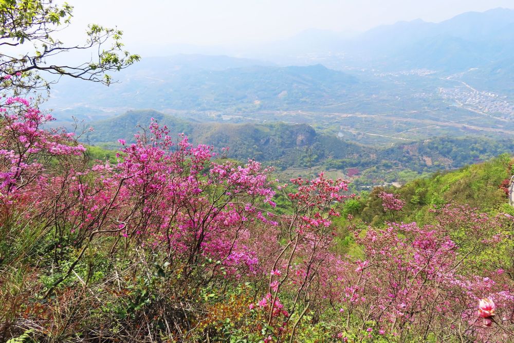 宁波横溪镇金峨村同样可以登山看杜鹃花村头千年古刹风景秀丽