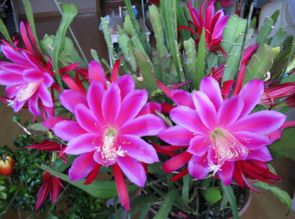 令箭荷花图片(令箭荷花图片品种)