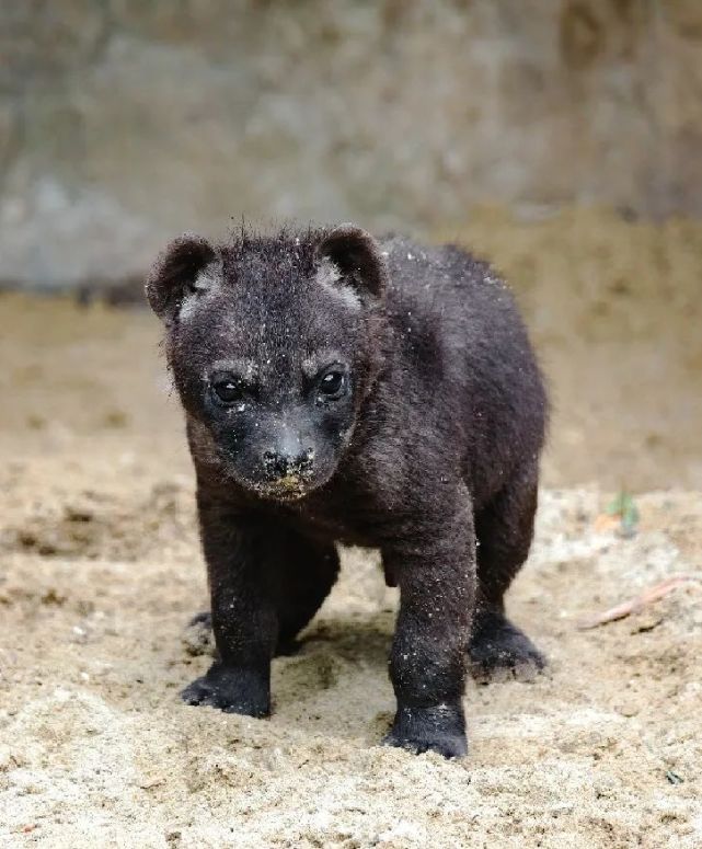 上海动物园斑鬣狗喜得小公举快来和ta见面吧