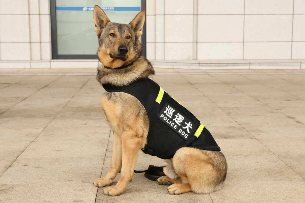 警犬的培养警犬的品种只是最基础的条件,被挑选成警犬之后,它们从出生