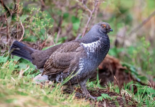 大金鸡:哪月出生的属鸡人贵人多助,大器晚成,看看有你吗?
