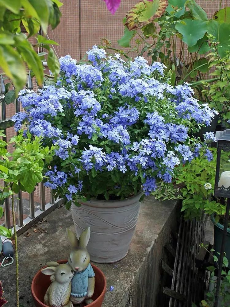 藍雪花春天有5怕避開了才能越養越旺開花多又美清涼一整夏