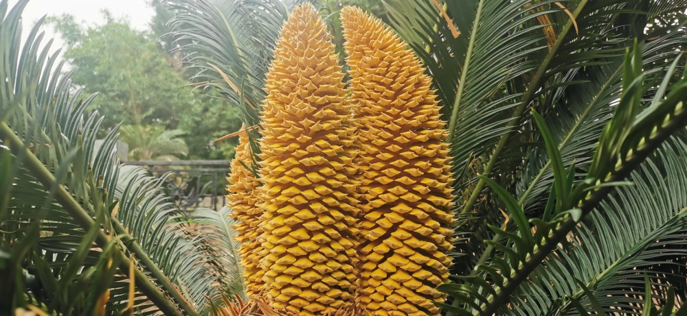 獻百花78蘇鐵花慶黨百年華誕敬獻百花給黨