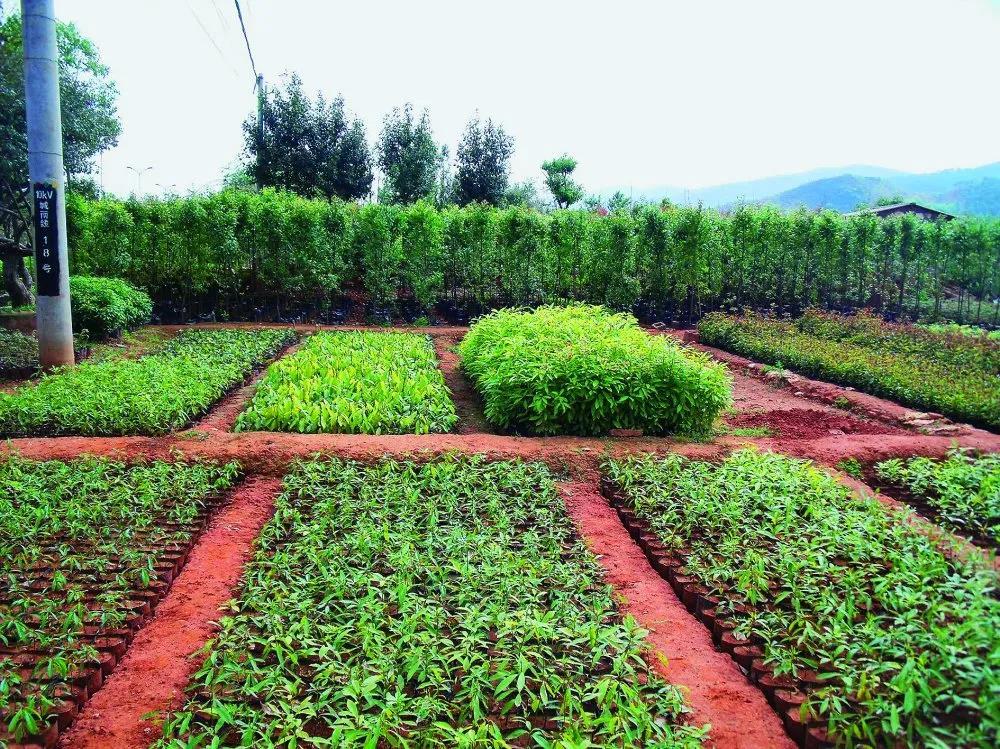 宜良县林草局加强南盘江两岸100米范围苗圃排污治理检查