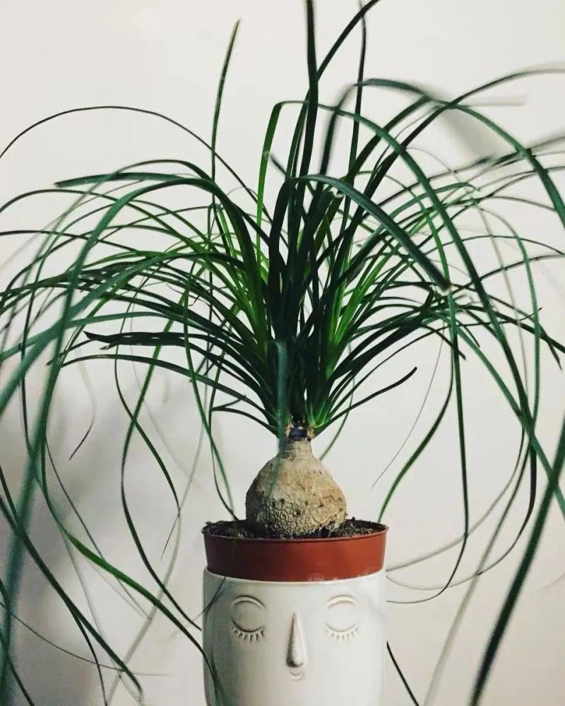 春天家里养酒瓶兰,记住这4个要点,"肚"大如瓶,越养越好,镇宅又旺运!