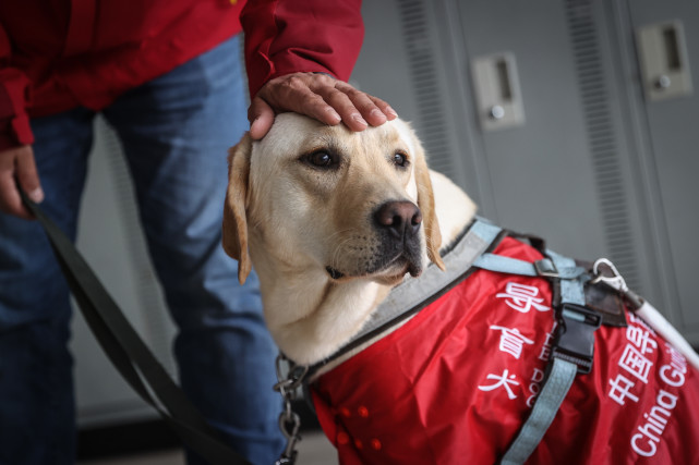 4月22日,中国导盲犬大连培训基地的训导员付明岩与在训犬"沐沐"在训练