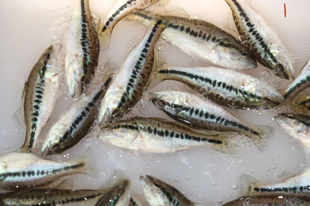 加州鲈鱼水花成活率图片