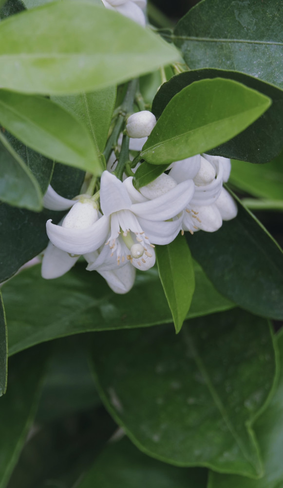 柑橘花洁白素雅花香浓郁