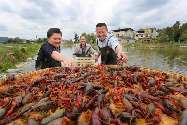 监利献美食 虾稻甲天下 第四届湖北监利小龙虾节5月20日举行