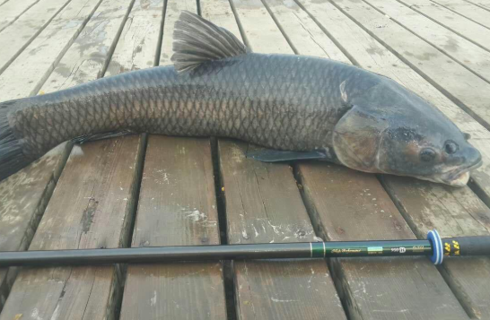 淡水魚中的奧尼爾因個頭大遭棄養卻在釣場成明星魚