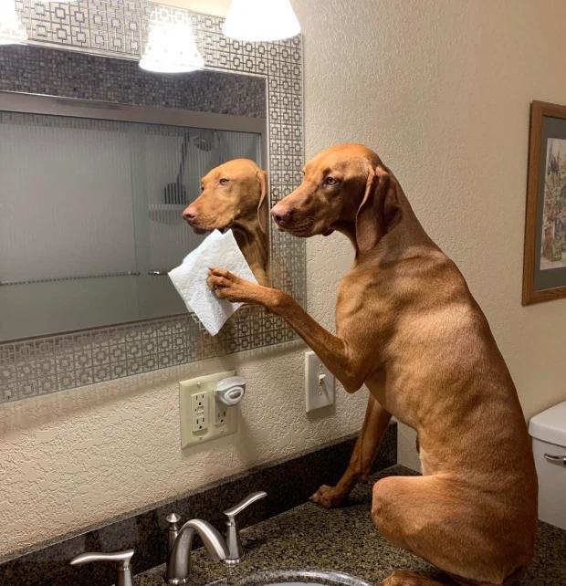 狗狗打扫卫生图片图片