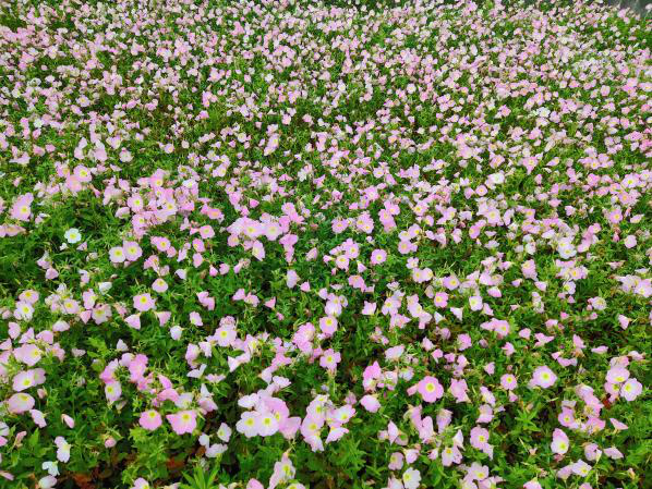 粉色花海令人心醉钱塘江边美丽月见草开了