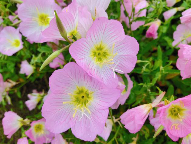 粉色花海令人心醉钱塘江边美丽月见草开了