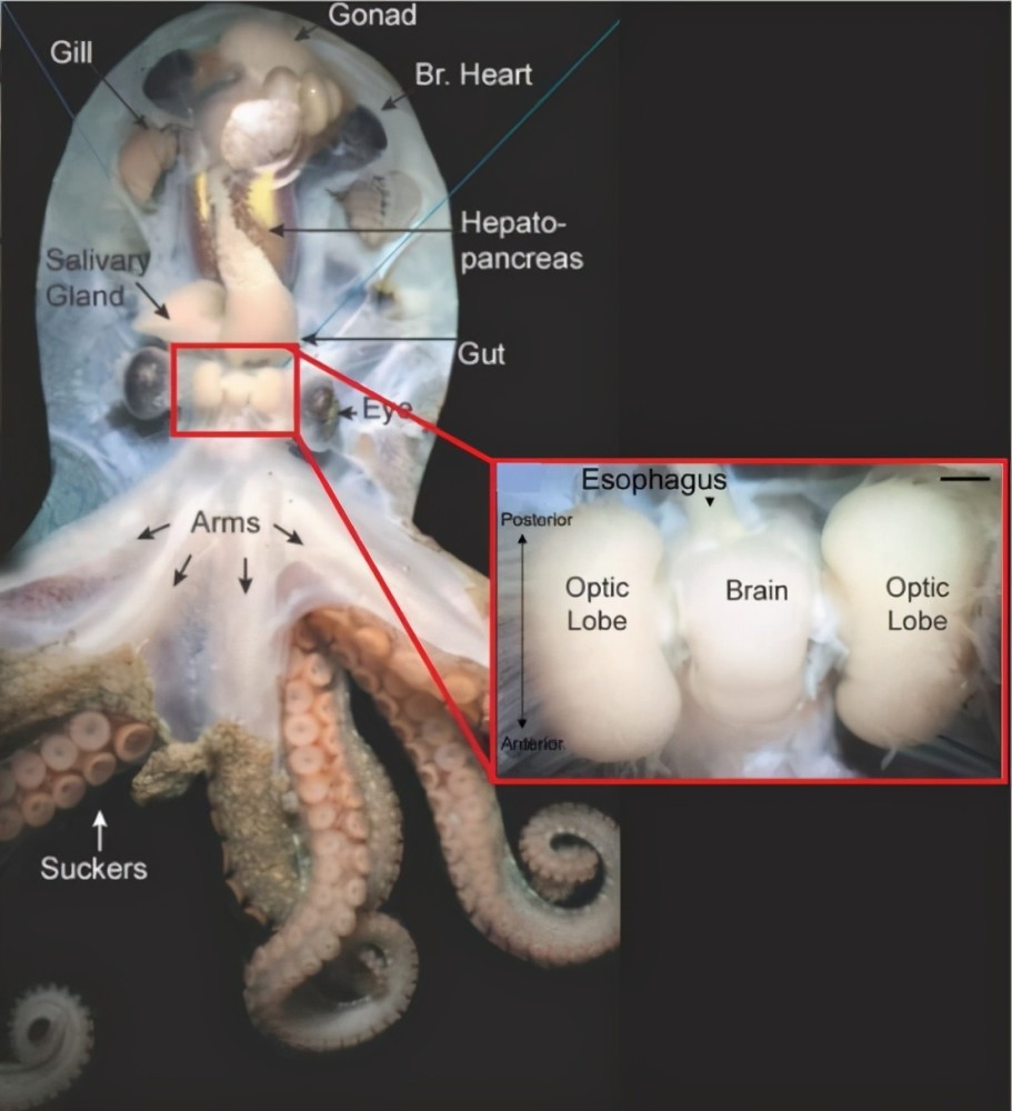 有9个大脑,往高智商方向进化的章鱼,为何没在海底建立文明?
