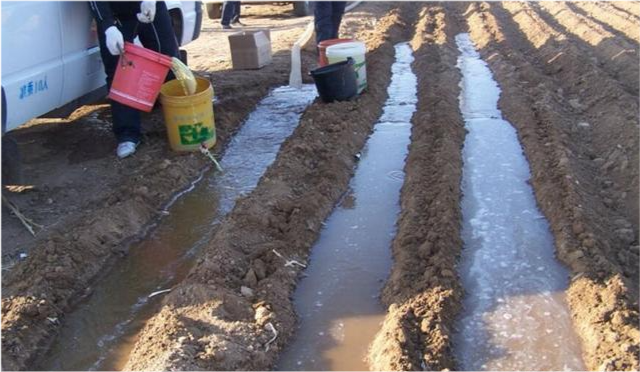 大棚蔬菜,冬季和春季种植,为何不宜采用大水灌溉?