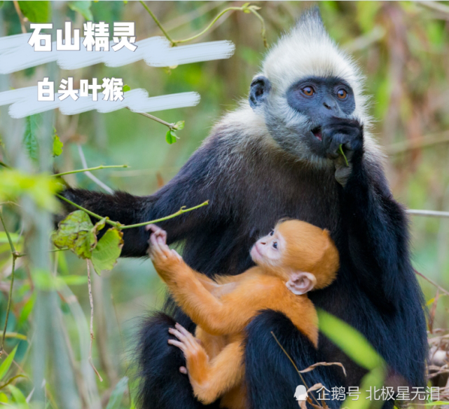 秘境下的白头叶猴|崇左|广西|白头叶猴|国家级自然保护区