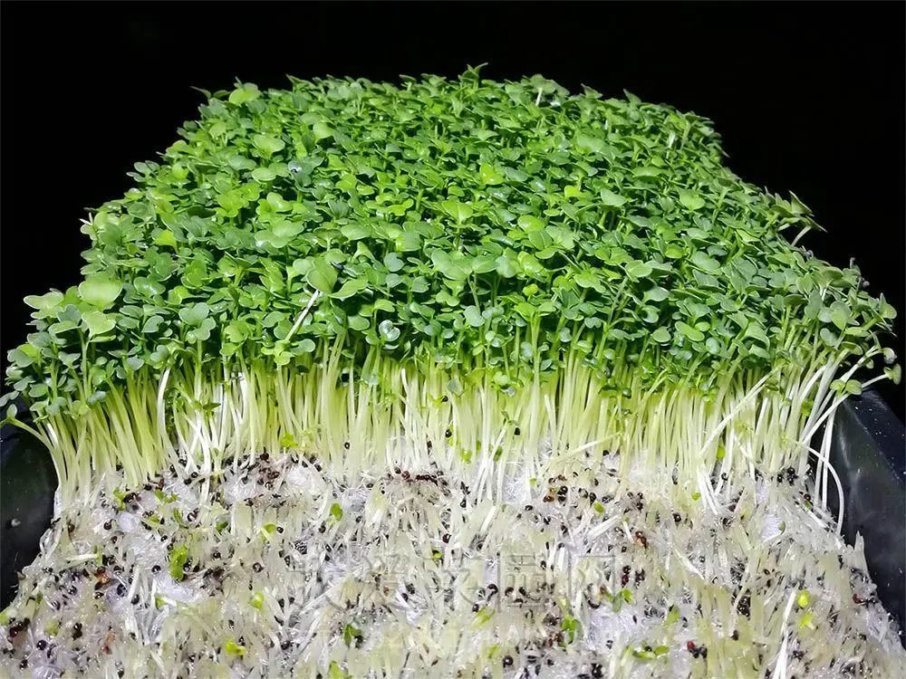 苗芽菜也叫活体蔬菜,也就是我们平常说的牙牙菜,是大众都喜欢的蔬菜