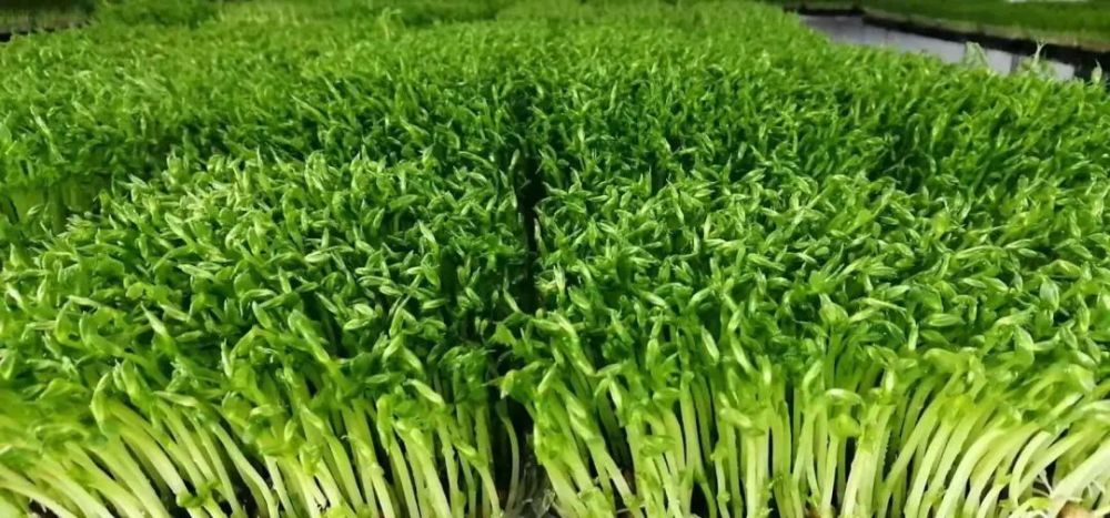 苗芽菜营养好吃技术含量也不高市场需求很大还可以自己种植
