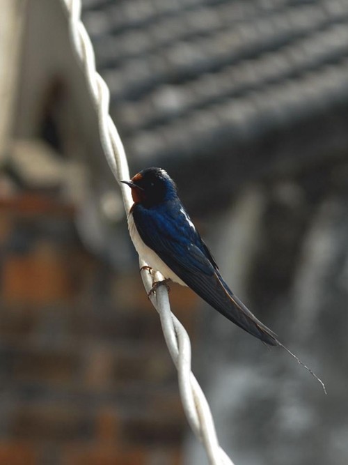 滨州女子诗苑4月同题燕归梁