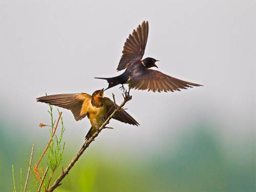 滨州女子诗苑4月同题燕归梁