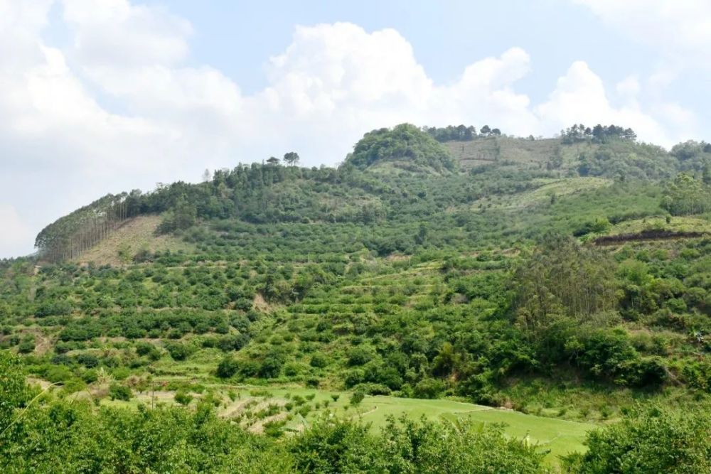 又是一年青梅采摘季大新万亩青梅获丰收