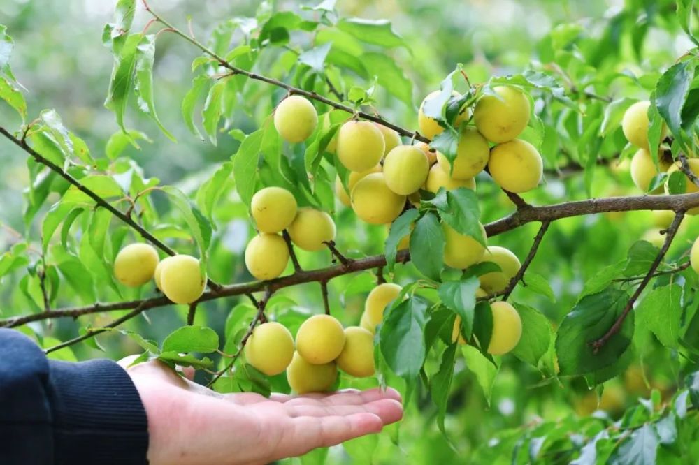 又是一年青梅采摘季大新万亩青梅获丰收
