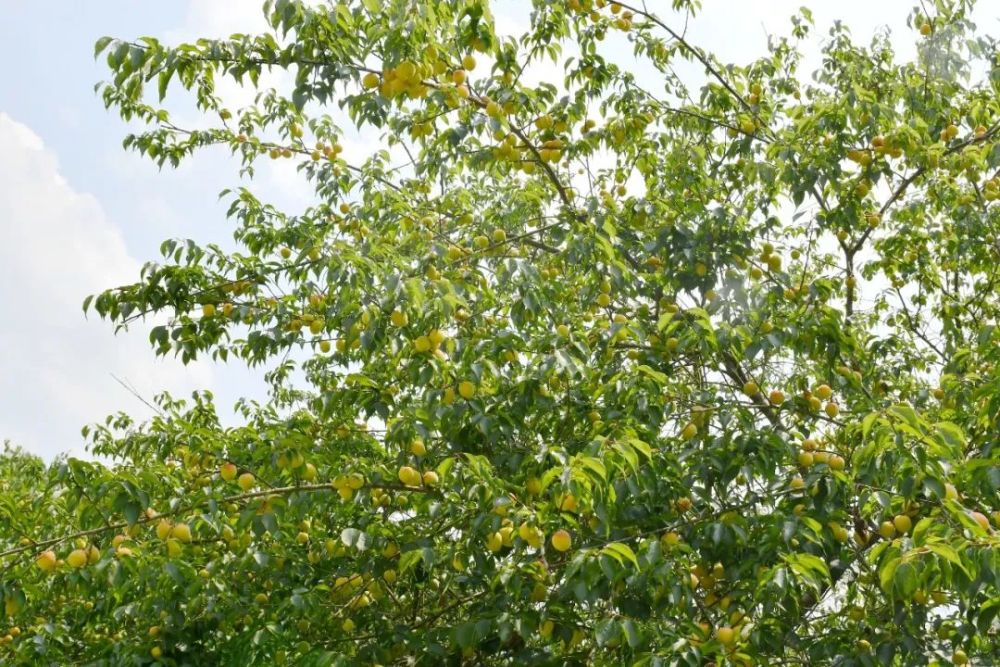 又是一年青梅采摘季大新万亩青梅获丰收