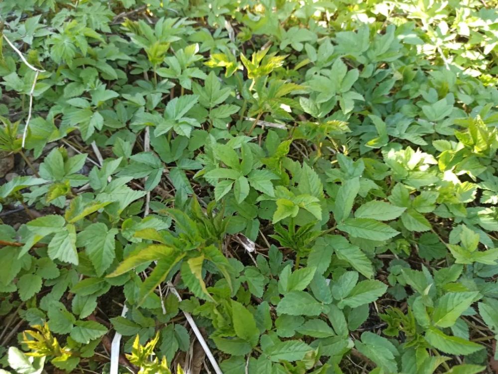 美食 野菜觅食记 各种野芹菜你都吃过吗 腾讯新闻