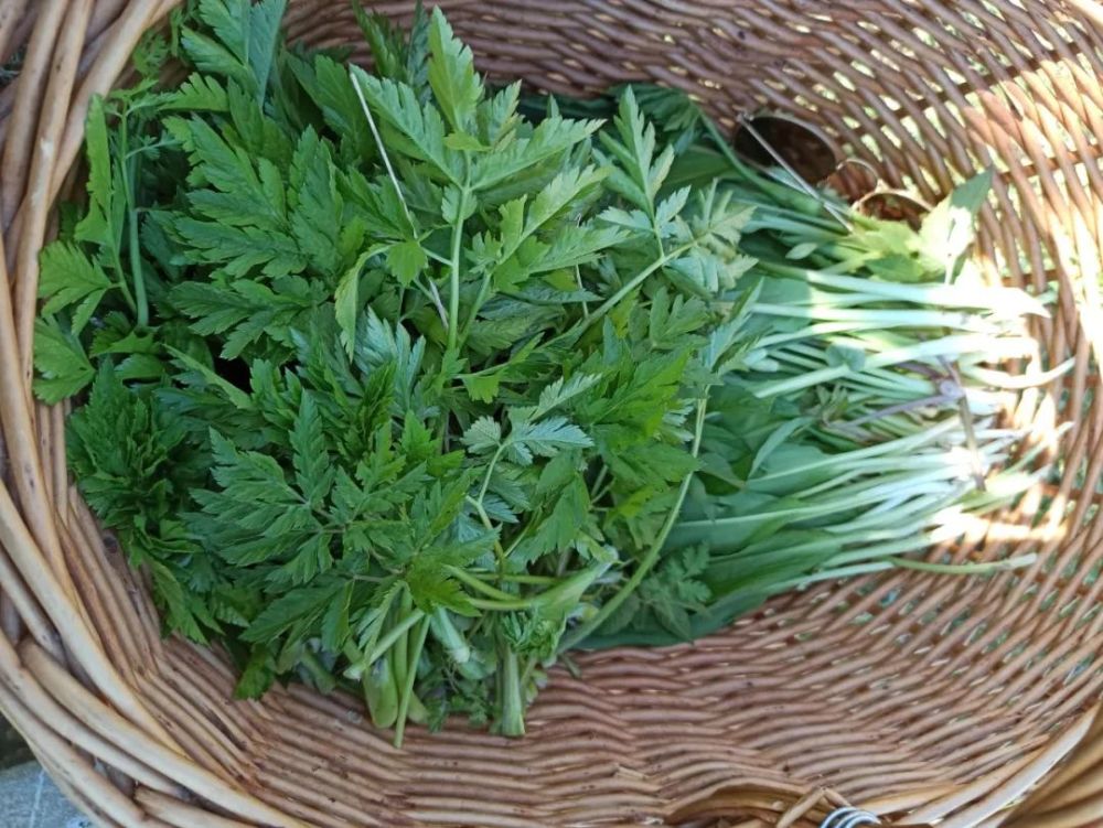 美食 野菜觅食记 各种野芹菜你都吃过吗 腾讯新闻