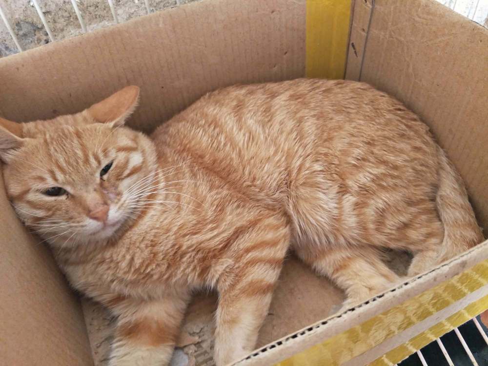 对于那些真正爱猫,喜欢猫的铲屎官来说,猫咪是什么品种,一点儿也无