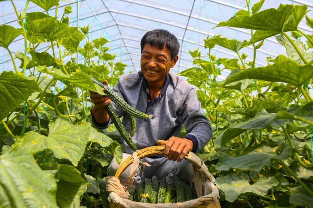 黄瓜丰收采摘忙