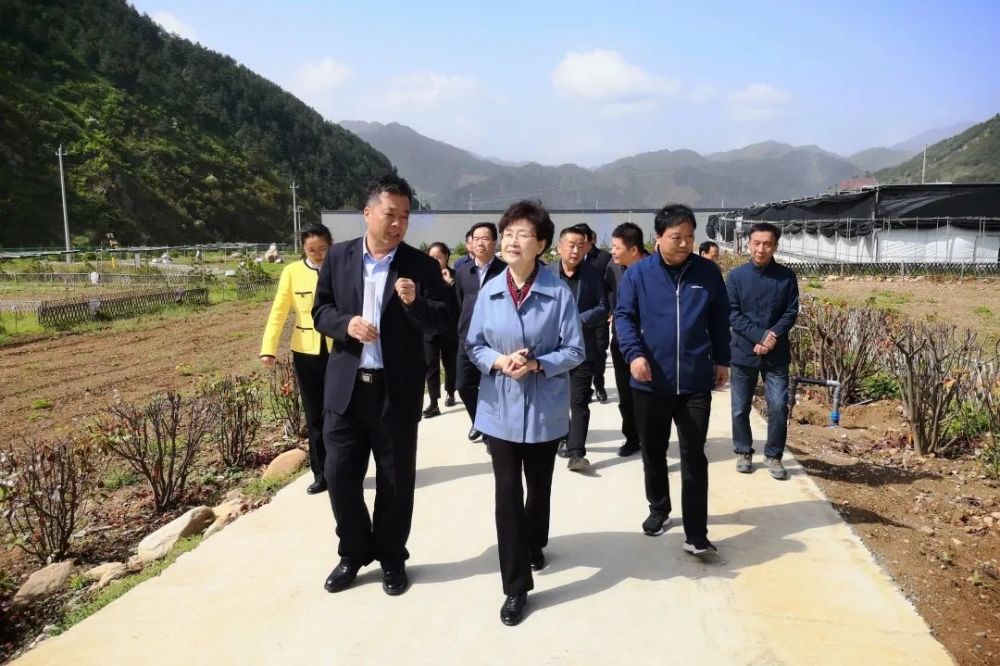 省政协来蓝调研高质高效设施农业发展工作