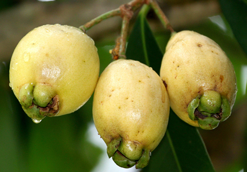 下面请和小编一起进入科普小课堂 学名:蒲桃 别称:水蒲桃,香果,响鼓