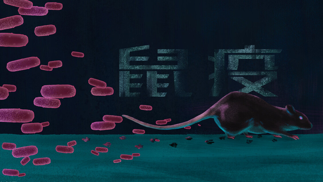 警惕甲类传染病鼠疫科普一次给你说清楚鼠疫的科普知识