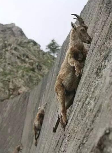世界上攀岩最厉害的动物岩羊,其中一只性子太急,直接把同伴顶下悬崖
