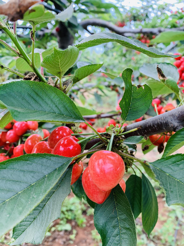 人间四月天,"樱嫂"笑开颜,河南这个村庄为啥家家户户种樱桃?