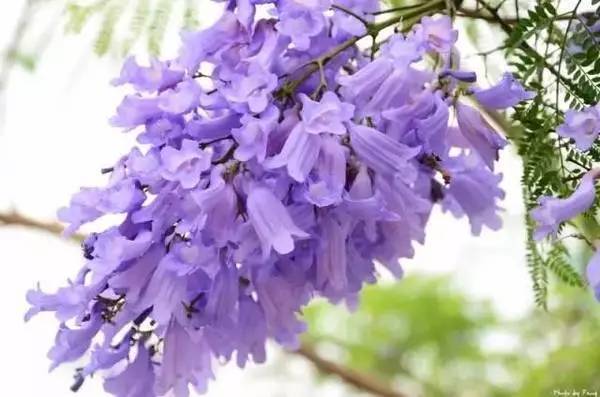 教你居家栽培蓝花楹 在家欣赏浪漫的 梦幻紫 腾讯新闻