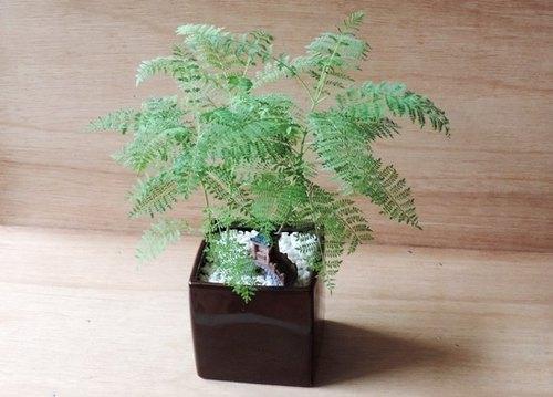 教你居家栽培蓝花楹 在家欣赏浪漫的 梦幻紫 腾讯新闻