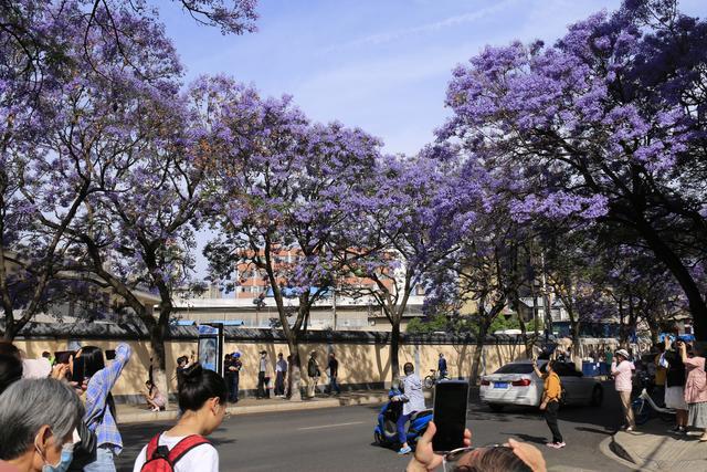 教你居家栽培蓝花楹 在家欣赏浪漫的 梦幻紫 腾讯新闻
