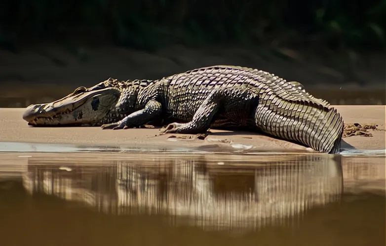 亚马逊河生物巨型图片