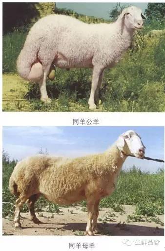 羊品种大全介绍,超全!详尽!多图!_腾讯新闻