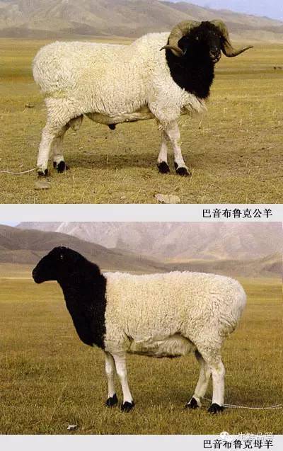 对产区的环境条件具有良好的适应性,产肉,脂能力高,但羊毛品质差,产量