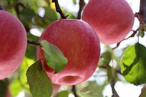 宜君苹果春花繁似锦望丰收笑颜开