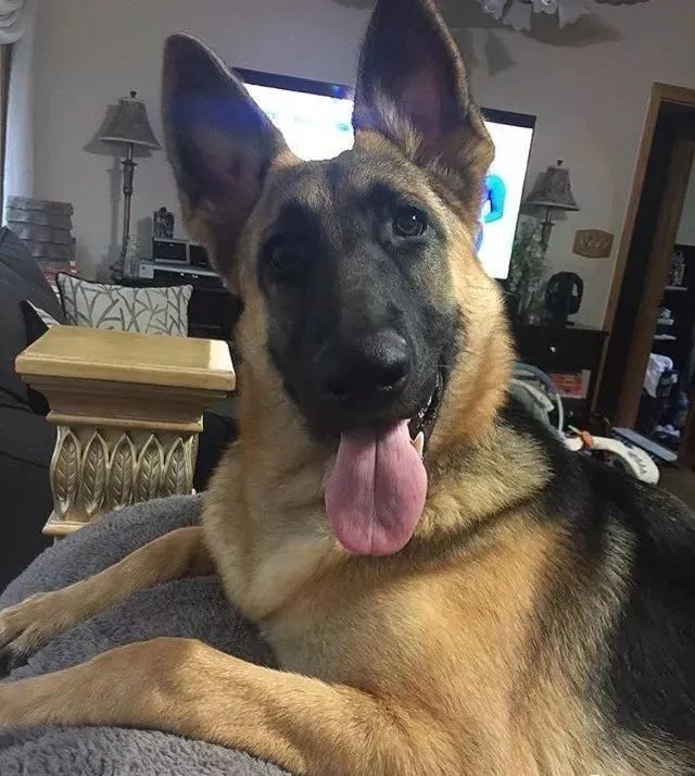 帅气的德牧变成了表情包看来哈士奇的表情帝地位不保了