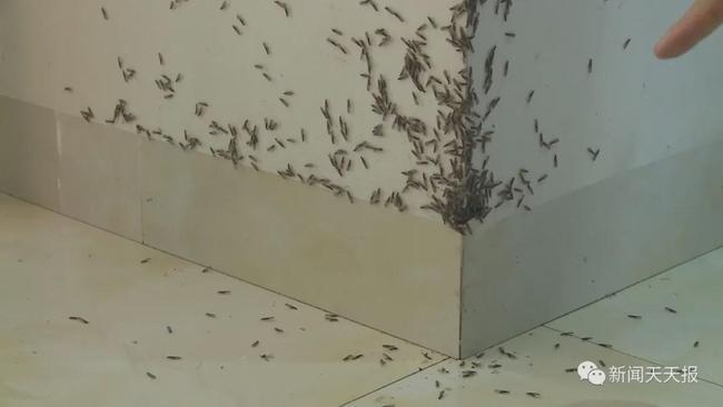 密集恐惧症慎入白蚁成群入侵乐山一小区几十户居民不堪其扰