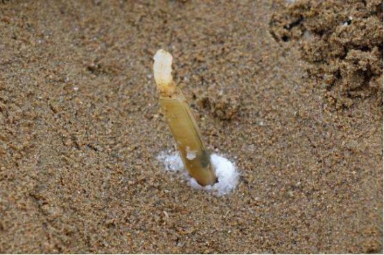 为啥往海滩上撒盐就会长蛏子看后真的长知识赶紧告诉家人