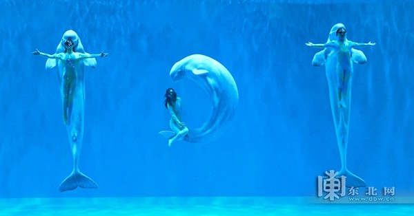 公园九大主题表演迎"五一"|哈尔滨极地公园|极地|哈尔滨极地馆|白鲸