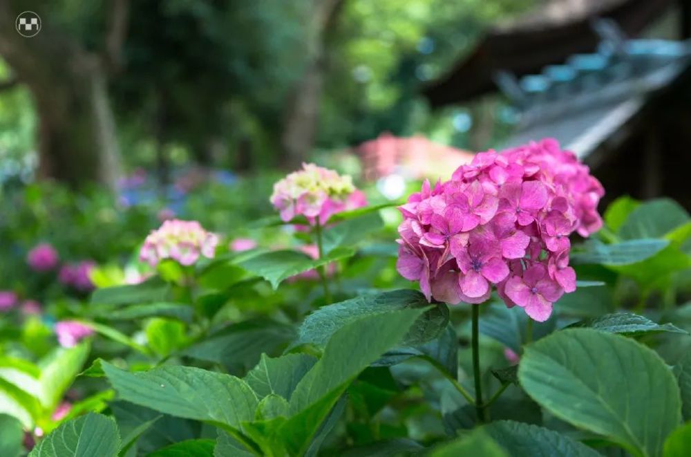 神幸祭·武者行列·驱马神事*2021年驱马神事以无观众形式只举行一场